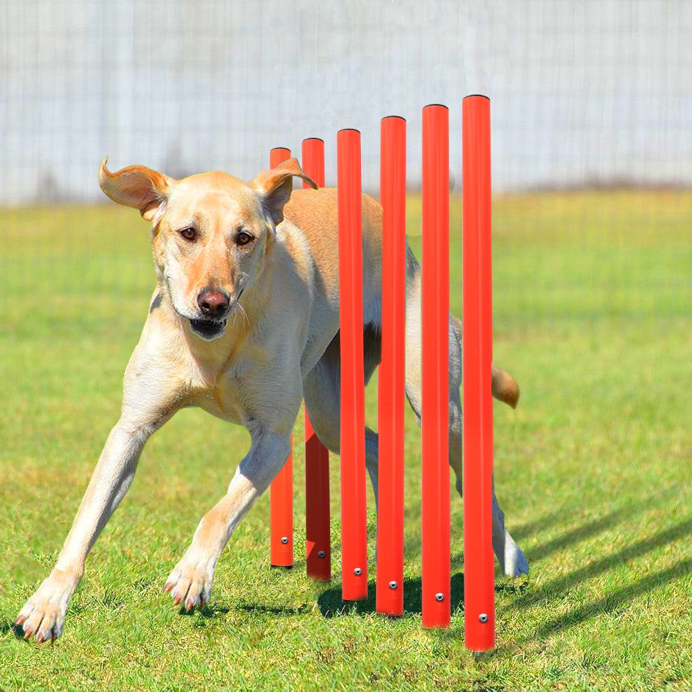 Dog Agility Training Equipment-2
