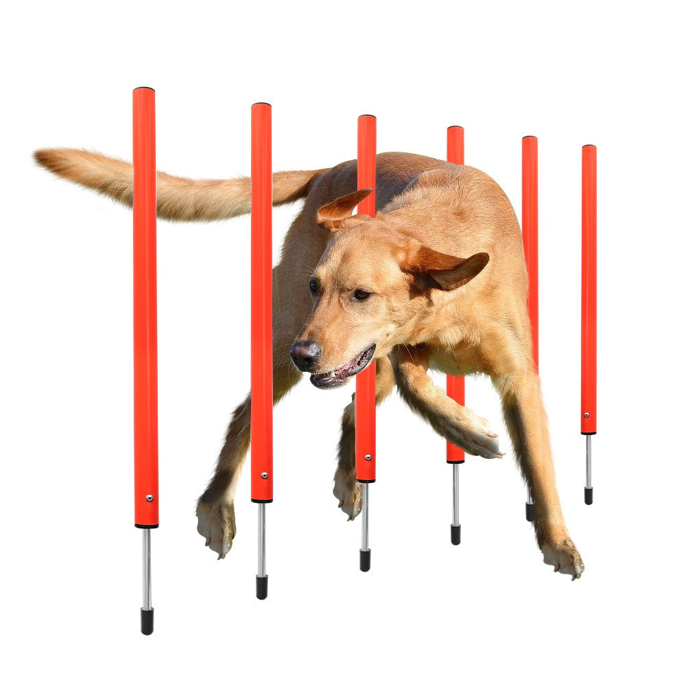 Dog Agility Training Equipment-8